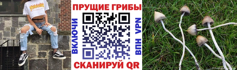 где купить наркоту это Telegram Псилоцибиновые грибы ЛСД Рошаль